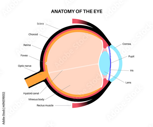 Eye anatomy poster