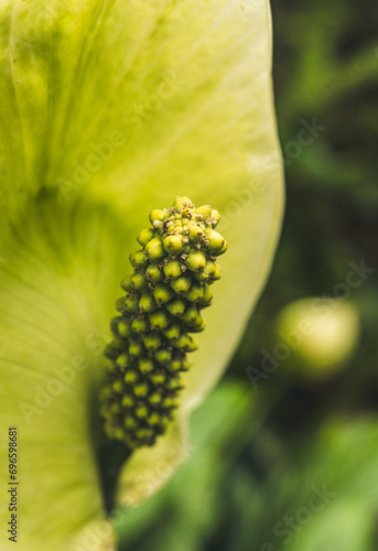 Macro of a Peace Lily (Spathiphyllum cochlearispathum) photo