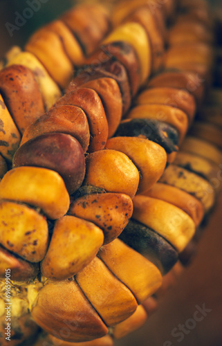 Close-up view of native corn