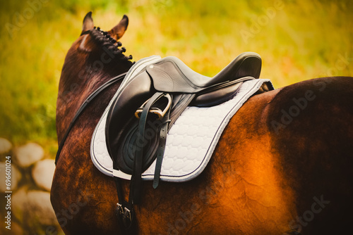 A bay racehorse in sports gear - a bridle, a leather saddle and stirrups on a summer day. Equestrian sports in the fresh air. Horse riding.