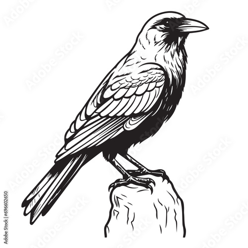 Crow in cartoon, doodle style. Isolated 2d vector illustration in logo, icon, sketch style, Eps 10, black and white. AI Generative photo