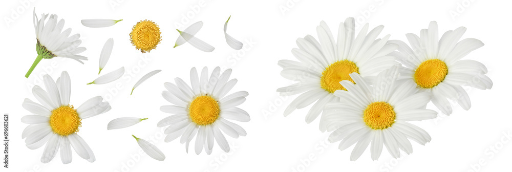 chamomile or daisies isolated on white background with  full depth of field. Set or collection. - obrazy, fototapety, plakaty 