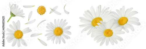 chamomile or daisies isolated on white background with  full depth of field. Set or collection. © kolesnikovserg