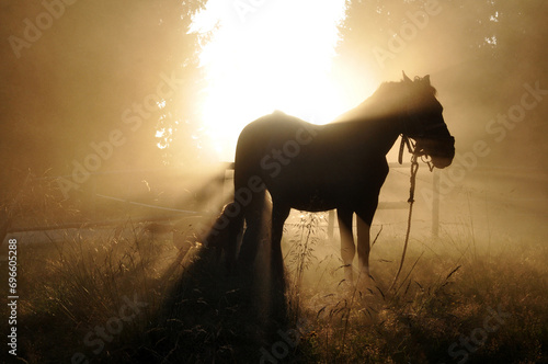 Horse at sunset