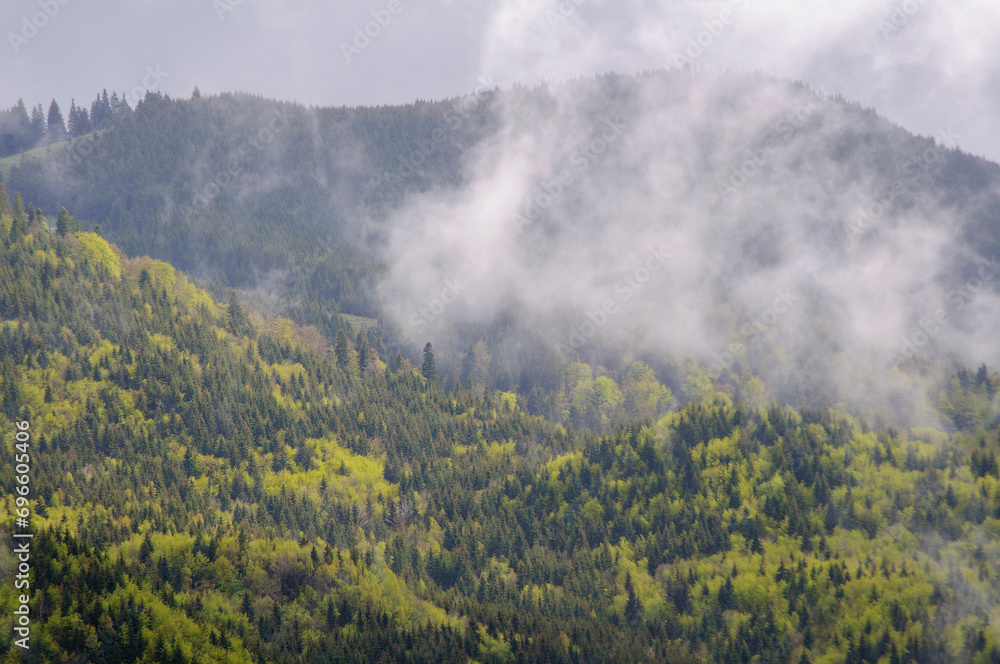 Fog over beautiful green forest in the Carpathian mountains