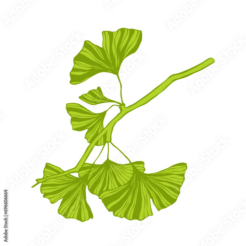 Green leaves of ginkgo biloba.Vector graphics.