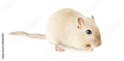 Portrait of a beige gerbil with black eyes isolated on white.