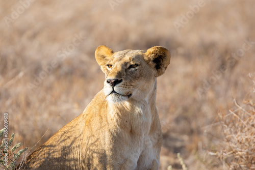 Lioness (Panthera leo) hunting in the grasslands of Kenya looking at oncoming Wildebeest.