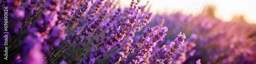 Soft focus on a field of lavender, a sea of purple blooms swaying gently in a calming breeze.