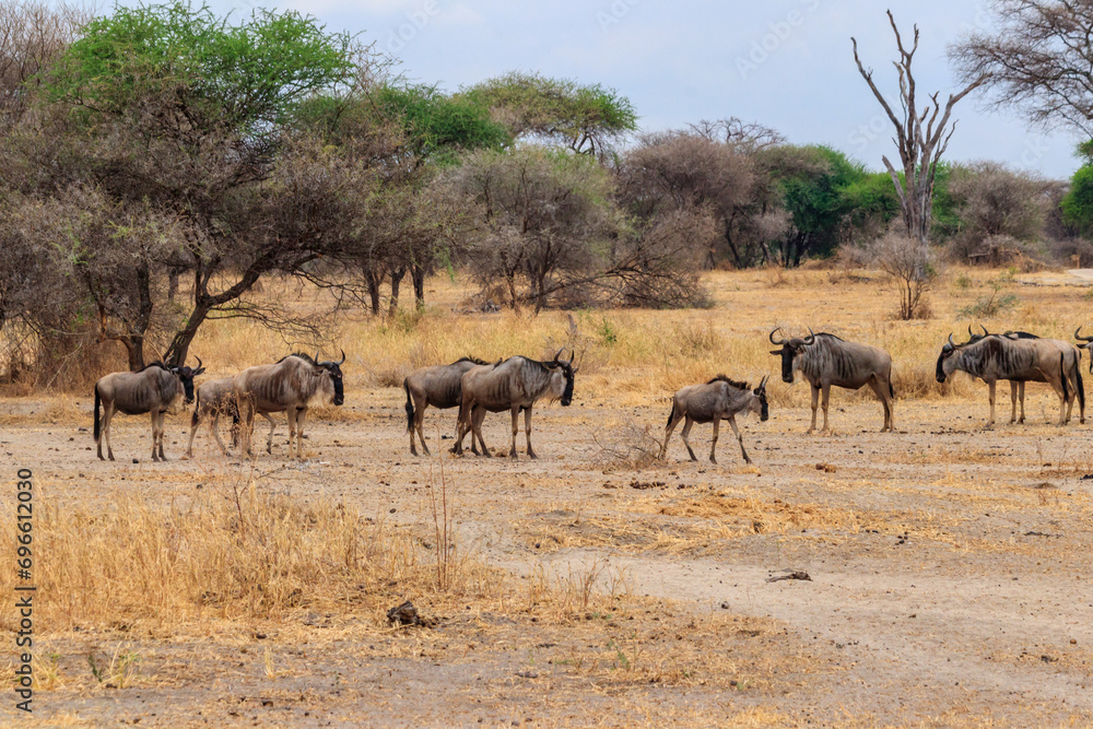 Herd of blue wildebeest (Connochaetes taurinus) in Tarangire National Park, Tanzania Herd of blue wildebeest (Connochaetes taurinus) in Tarangire National Park, Tanzania