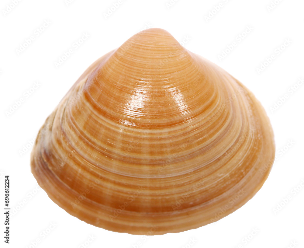 Sea shell isolated on white, top view, clipping path Sea shell isolated on white, top view, clipping path