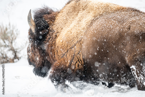 Bison Running in Snow