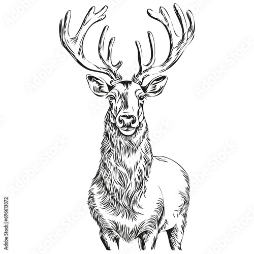 Vintage Style Christmas Reindeer, deer Hand Drawn Sketch Engraving, white black isolated Vector ink outlines template for greeting card, poster, invitation, logo