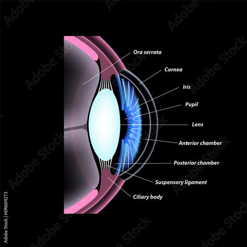 Eye anatomy poster