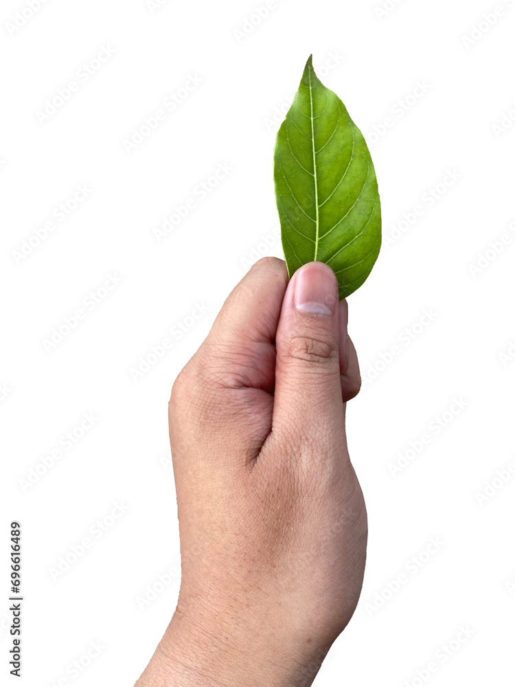 hand holding a sprig of leave, symbol of money, leaf money, isolated on transparent background, PNG	
