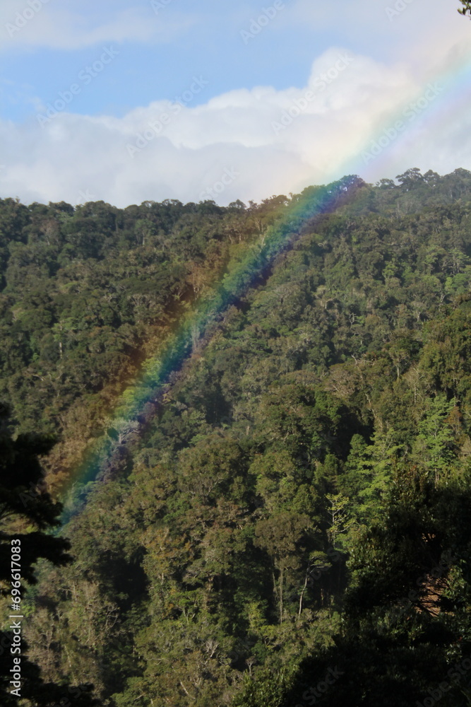 Forest with a rainbow found in Costa Rica