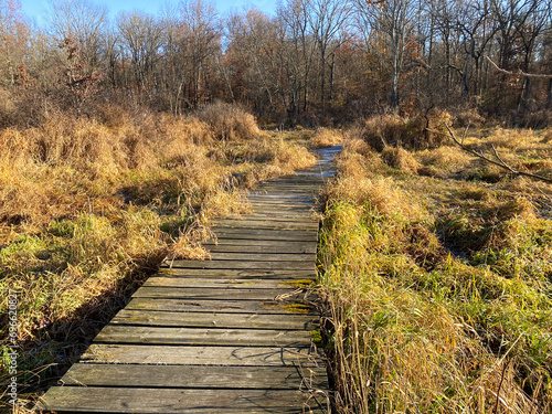Wooden boardwalk through marsh swampland