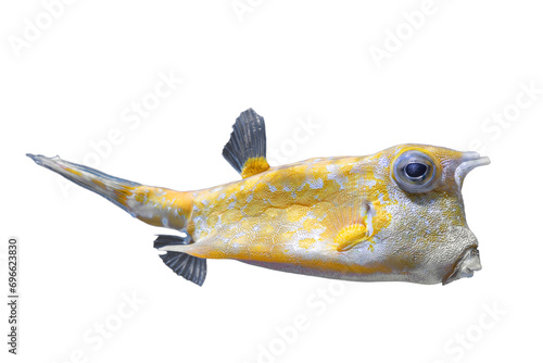 Cowfish, Lactoria cornuta isolated on white, transparent background, PNG. Yellow tropical longhorn cow fish, aquarium pet, aquatic organism, undersea life photo