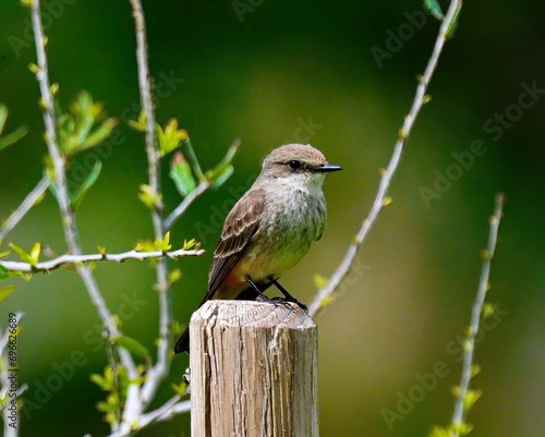 Femle Vermillion Flycatcher photo