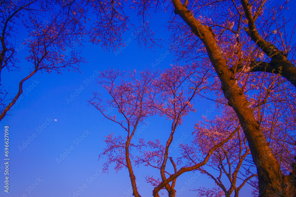 Fototapeta premium 桜と夕日