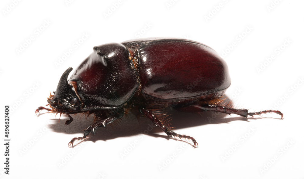 European rhinoceros beetle (Oryctes nasicornis) is a large flying beetle belonging to the subfamily Dynastinae. Imago, recessive, submissive male. European rhinoceros beetle (Oryctes nasicornis) is a large flying beetle belonging to the subfamily Dynastinae. Imago, recessive, submissive male.
