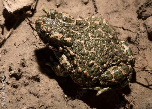 European green toad. Bufotes viridis. An amphibian sits on the ground.