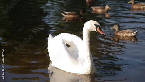 4k 60p. Beautiful swan eats bread on the morning river and ducks swim nearby.