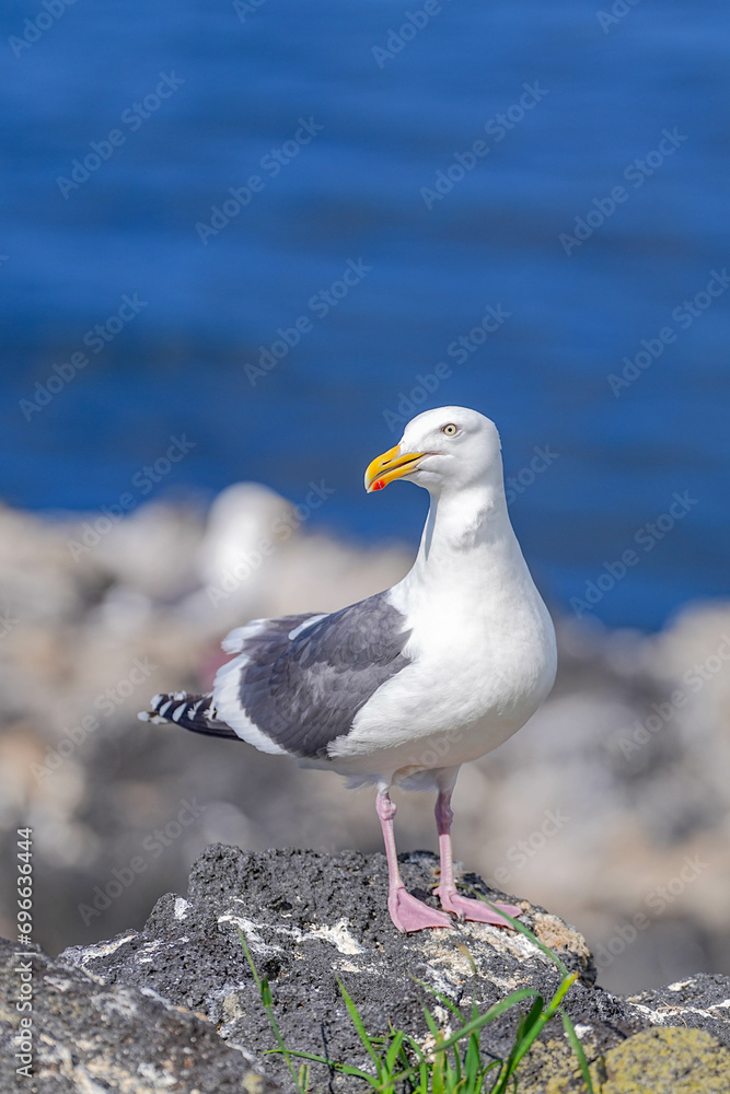 Obraz premium セグロカモメ