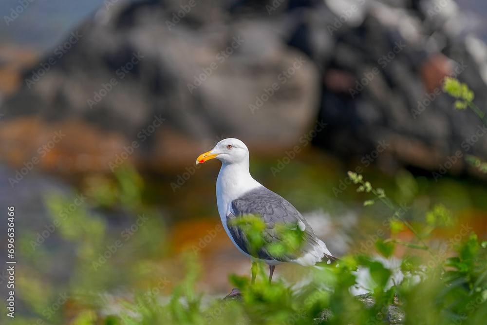 Fototapeta premium セグロカモメ