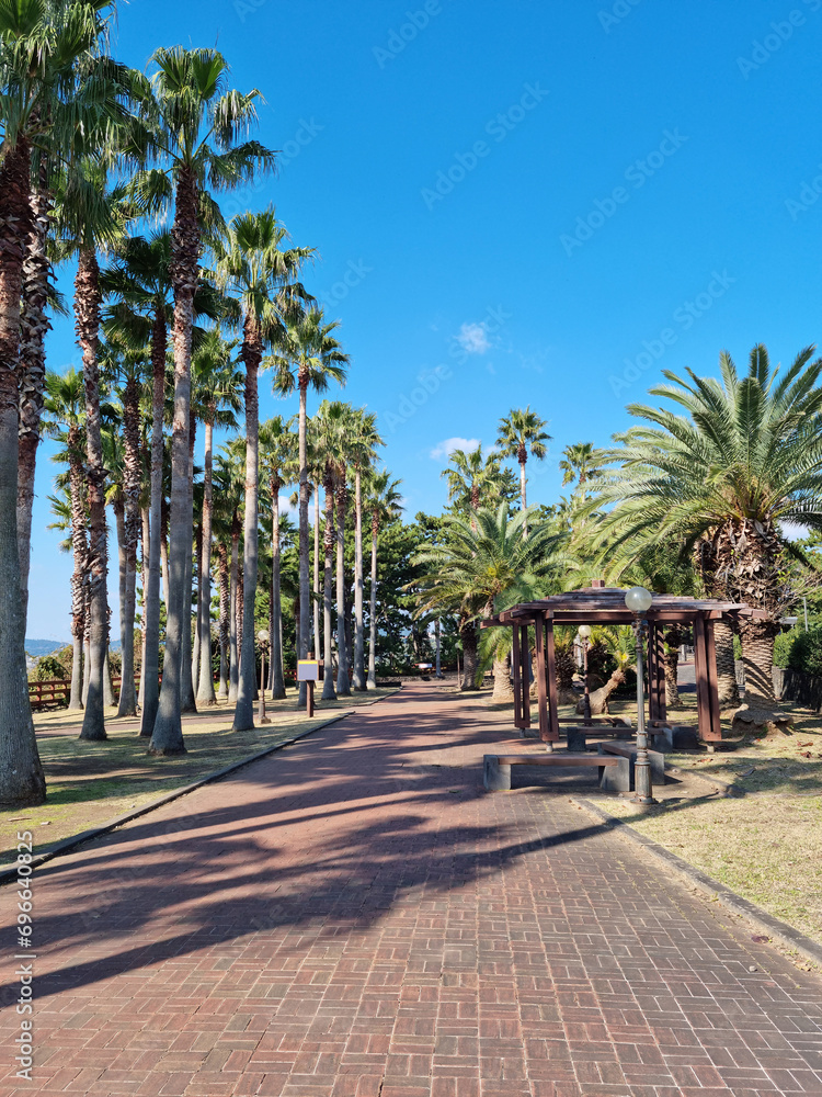 
This is an outdoor park on Jeju Island with palm trees.