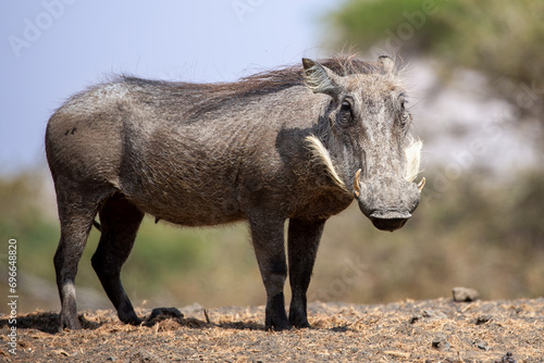 The Common Warthog (phacochoerus africanus) is a wild member of the pig family found in grassland, savanna, and woodland in sub-Saharan Africa. photo