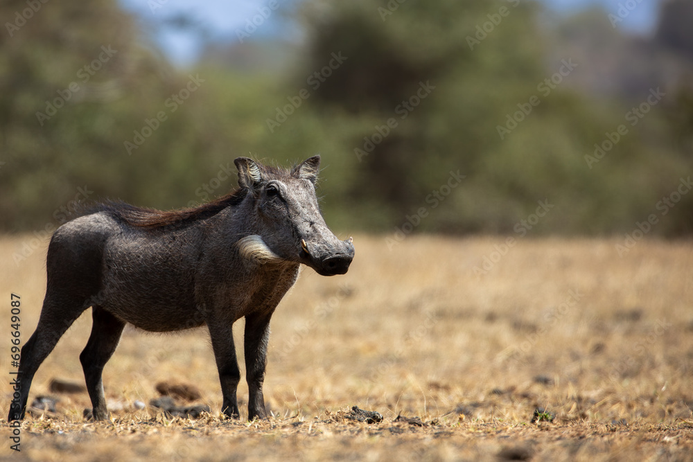 The Common Warthog (phacochoerus africanus) is a wild member of the pig family found in grassland, savanna, and woodland in sub-Saharan Africa. The Common Warthog (phacochoerus africanus) is a wild member of the pig family found in grassland, savanna, and woodland in sub-Saharan Africa.