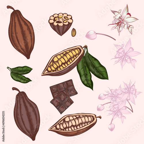 Collection of vector cacao fruits in high detailed style