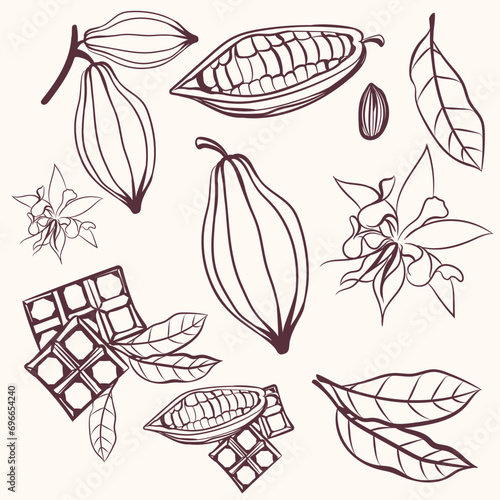 Set of vector hand drawn cacao fruits and chocolate, sketch style