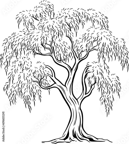 Willow tree sketch drawing