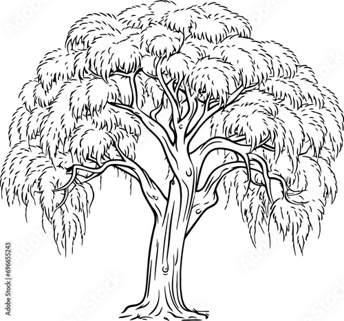 Willow tree sketch drawing
