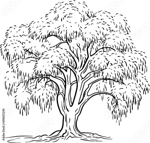 Willow tree sketch drawing