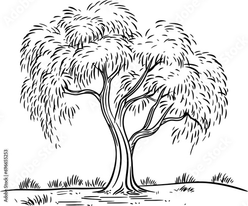 Willow tree sketch drawing