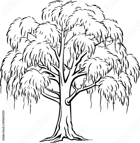 Willow tree sketch drawing