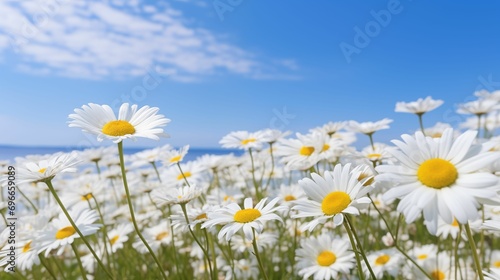 Image of a field filled with white daisy blooms.