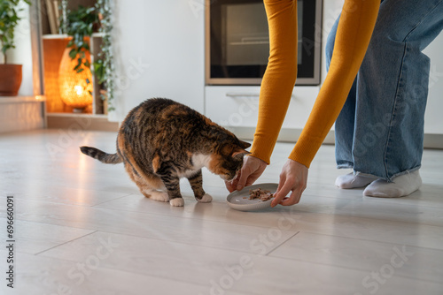 Pet owner woman feeding colorful cat giving portion of wet food in bowl on kitchen at home. Hungry cat eating food with pleasure. Healthy pet nutrition, maintenance care of domestic animals. photo