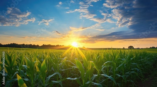 Sunrise beauty over corn field  agricultural background.
