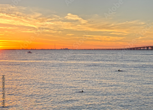 The bright and beautiful sunset over Tampa Bay in Florida. The beautiful ocean water has dolphins swimming and boats in the water at golden hour. This landscape of Tampa FL is bright and warm.
