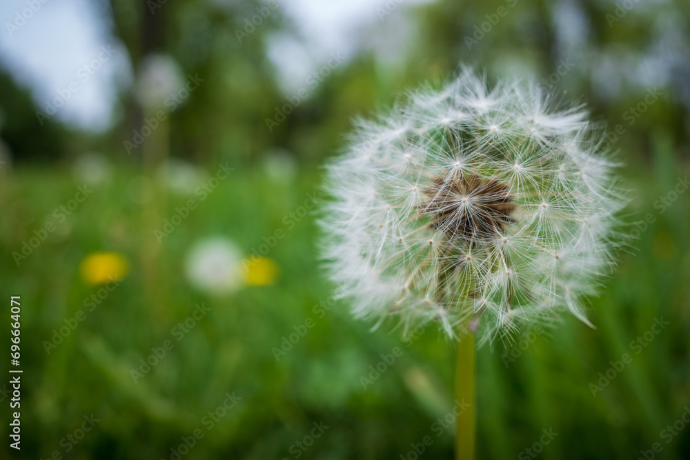 Naklejka premium dandelion in the grass