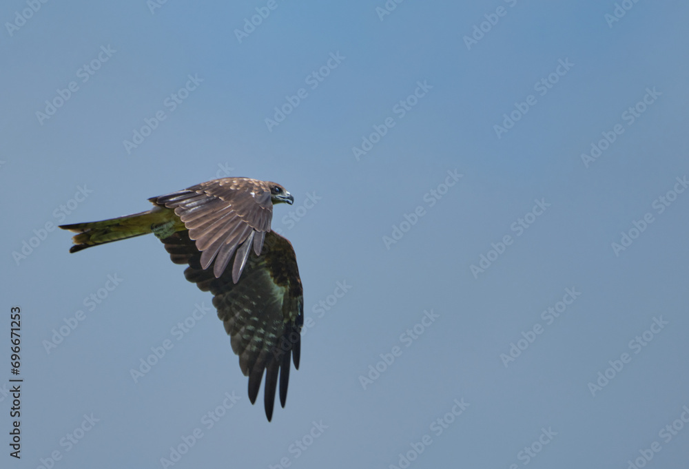Obraz premium 青空を優雅に飛ぶトンビ