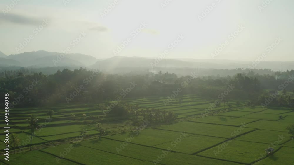 Rice paddy and surfing Drone angle Medewi Bali Rice paddy and surfing Drone angle Medewi Bali