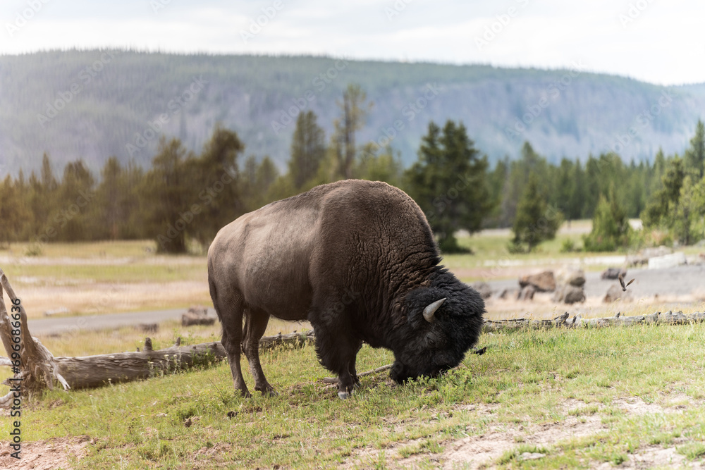 Bison in Yellowstone national park