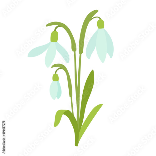 January birth month flower snowdrop flat cartoon vector illustration. Hand drawn floral spring bouquet isolated on white.
