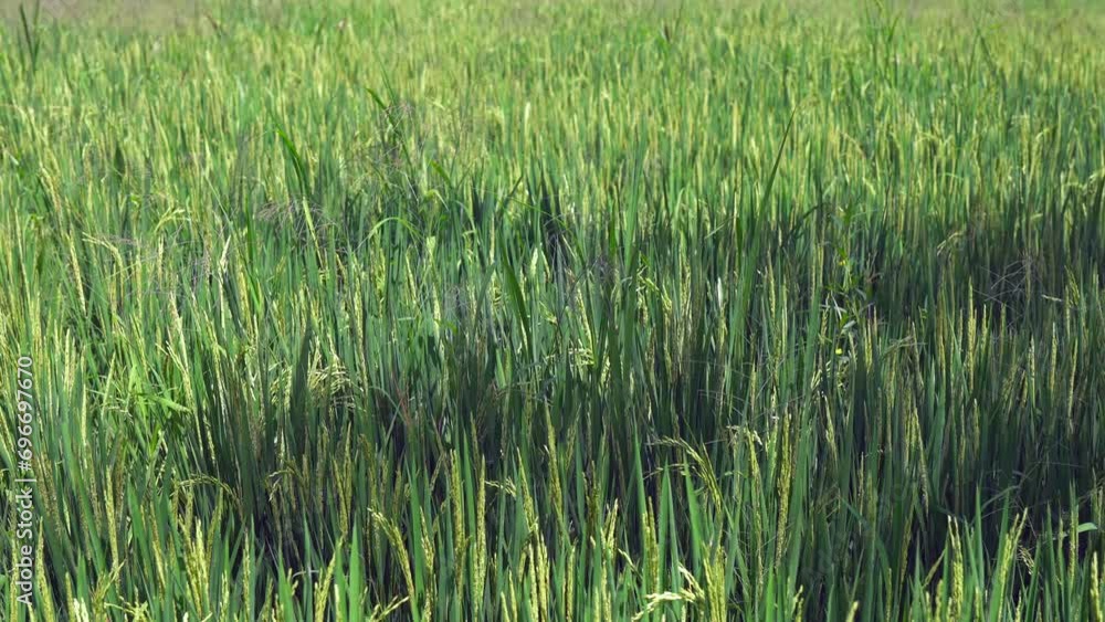 Close-up agriculture: Organic green rice shoots blow in slight breeze Close-up agriculture: Organic green rice shoots blow in slight breeze