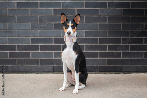 Dog breed Basenji sitting in front of a brick wall. photo